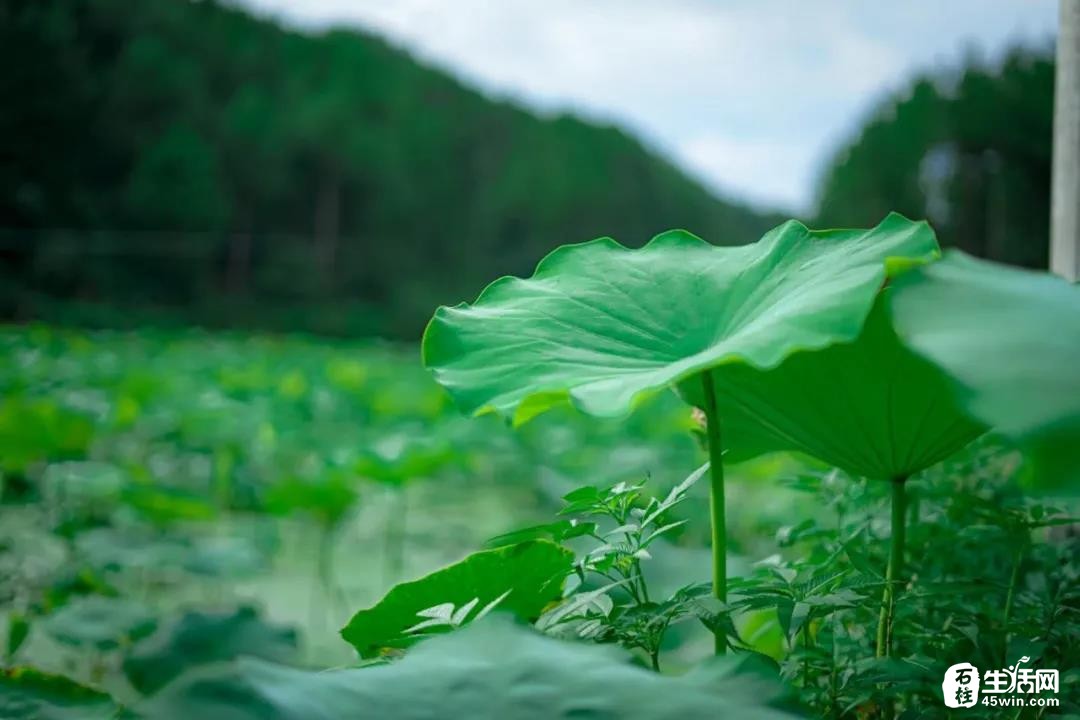 荷花开啦!石柱这个地方荷花开得娇艳,赶快约起来!