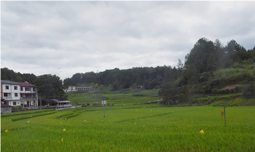 石柱:水桥村1400亩有机水稻丰收在望