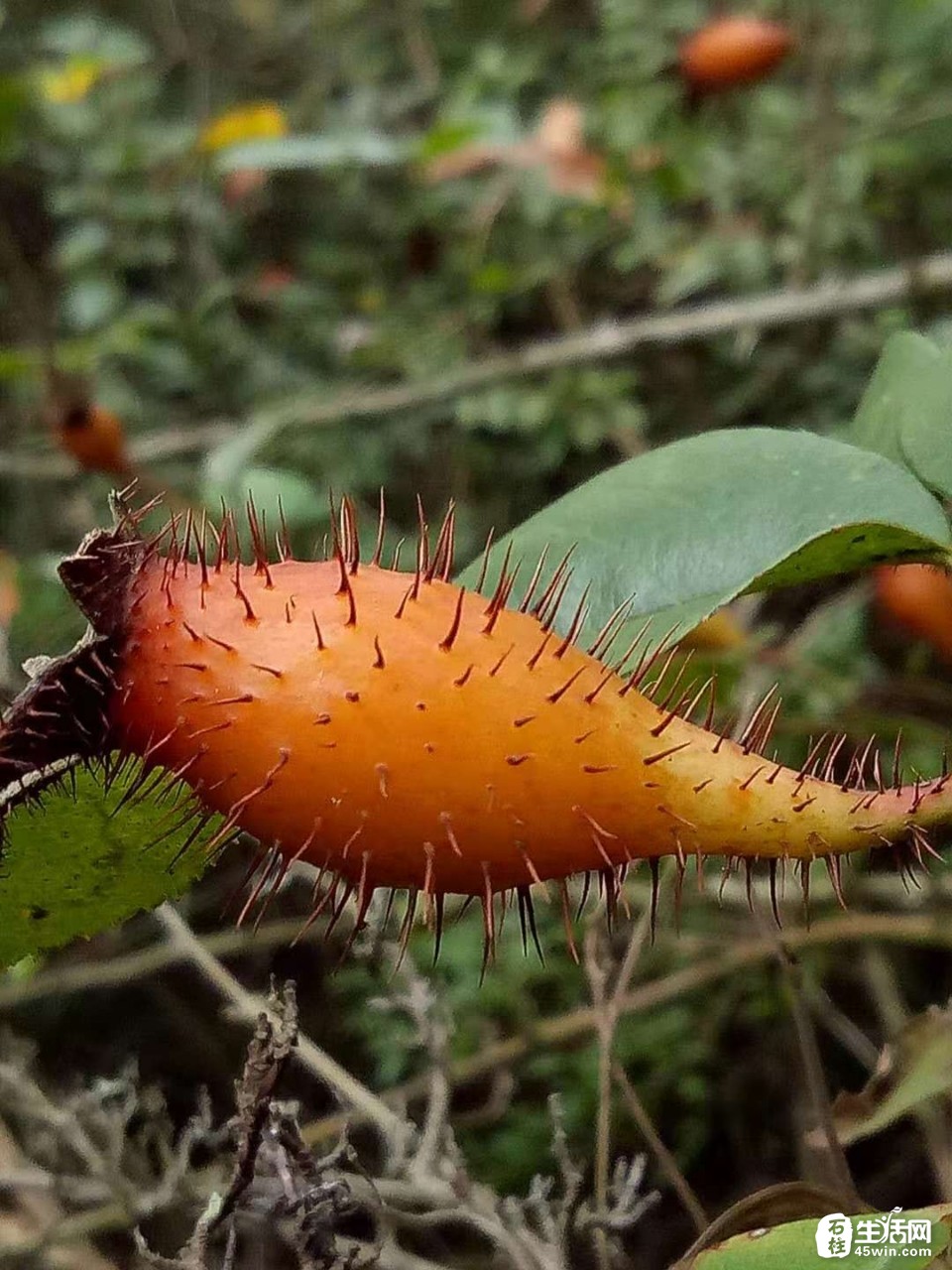 金樱子图片(野生金樱子图片)