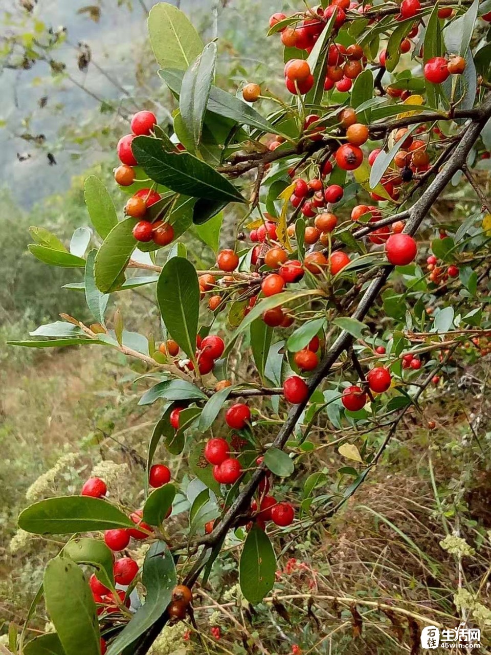 城景旗山之巅的火棘果熟啦你吃过这个东西没