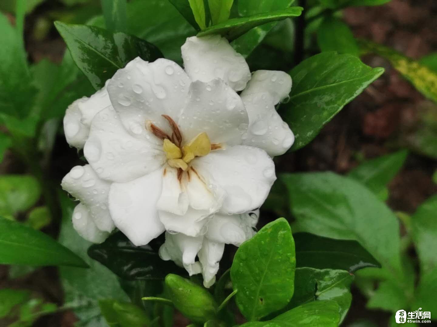 盛夏六月,梔子花開,隔著屏幕都能聞到的花香!